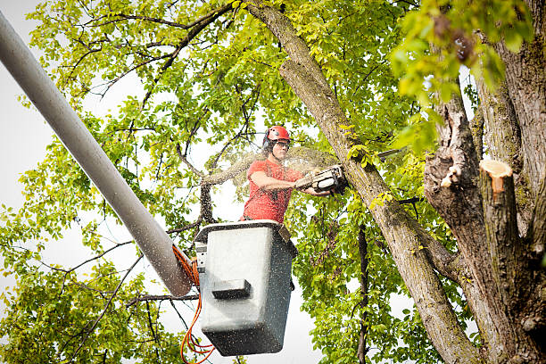 Best Hazardous Tree Removal  in Swannanoa, NC